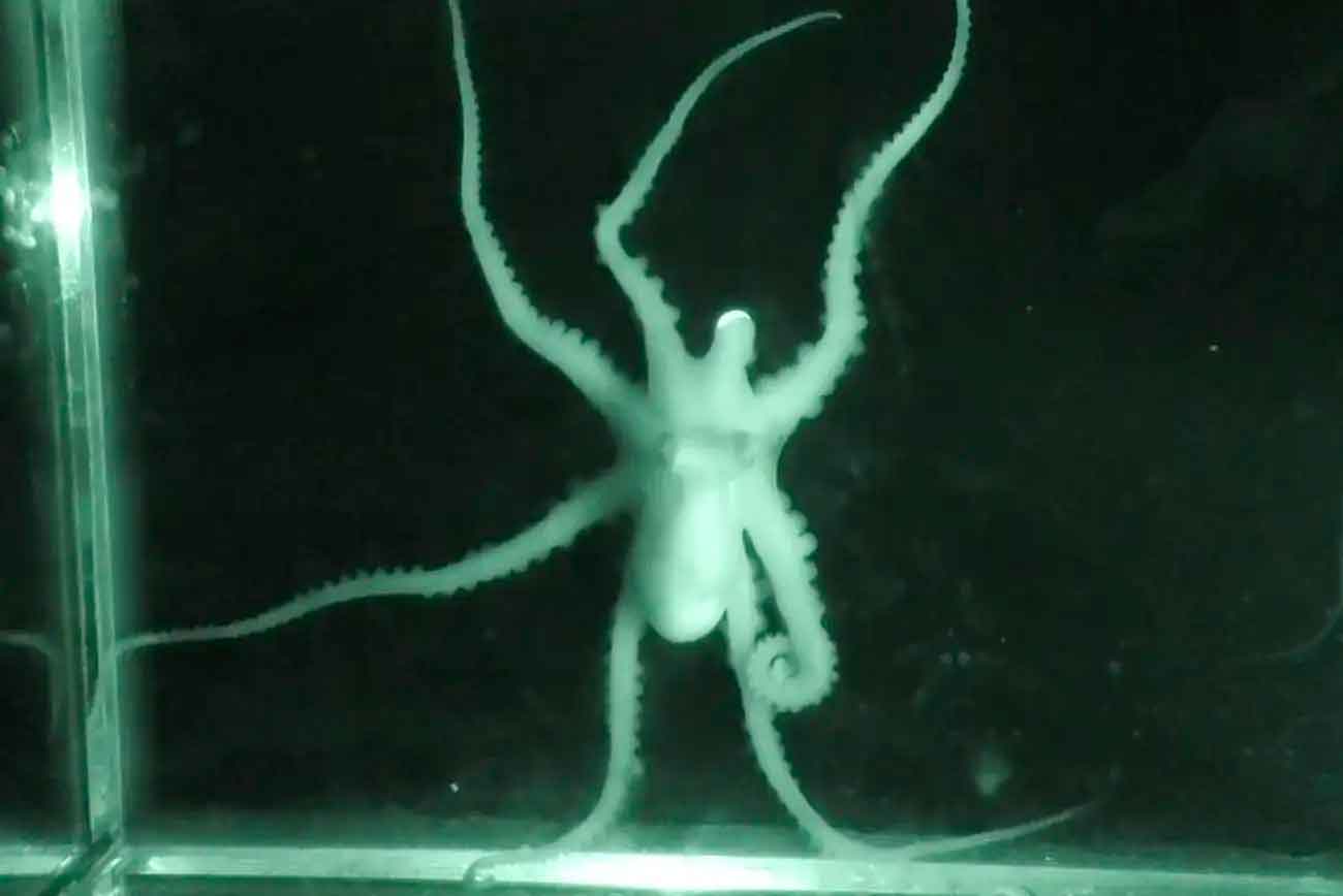 Octopus parvus