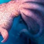 Гигантские осьминоги оказались среди главных хищников морей эпохи динозавров 