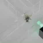 У шмелей обнаружили чувство ритма