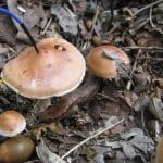 Грибы обменялись информацией о поливе водой и мочой