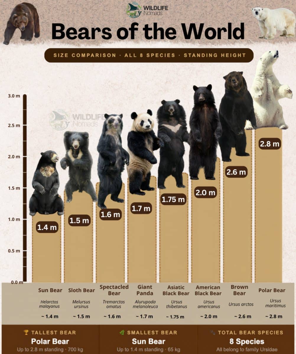 Инфографика: все медведи мира по размеру: © Wildlife Nomads