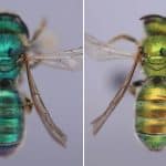 Пониженная влажность сделала североамериканских пчел синими