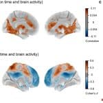 Усреднение данных фМРТ исказило представления о работе мозга