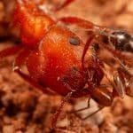 Муравьи впервые выступили в роли чистильщиков жвал другого вида