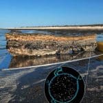 Асгард-археи и бактерии впервые показали прямой контакт, создавший предка всех животных и растений