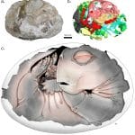 Открыто первое известное яйцо предков млекопитающих
