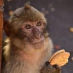 Макаки научились есть землю, чтобы облегчить расстройство желудка из-за фастфуда