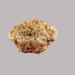 Территорию близ границы Армении и Грузии назвали родиной самой важной для человечества пшеницы