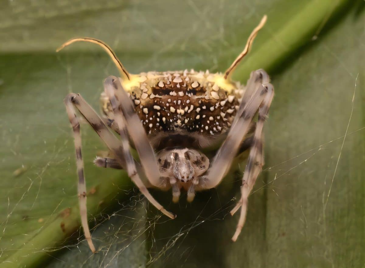 Новый амазонский паук Taczanowskia waska / © David Diaz-Guevara / Zootaxa