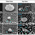 Биохимики подсмотрели у насекомых пластиковое покрытие, разрывающее вирусы