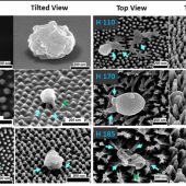 Действие наностолбиков разной высоты на вирус при оптимальной плотности покрытия поверхности, СЭМ-снимки. Верхнее левое изображение (H0) показывает форму вируса на гладкой акриловой поверхности. Синими стрелками отмечены точки взаимодействия оболочки вируса с наностолбиками / © RMIT