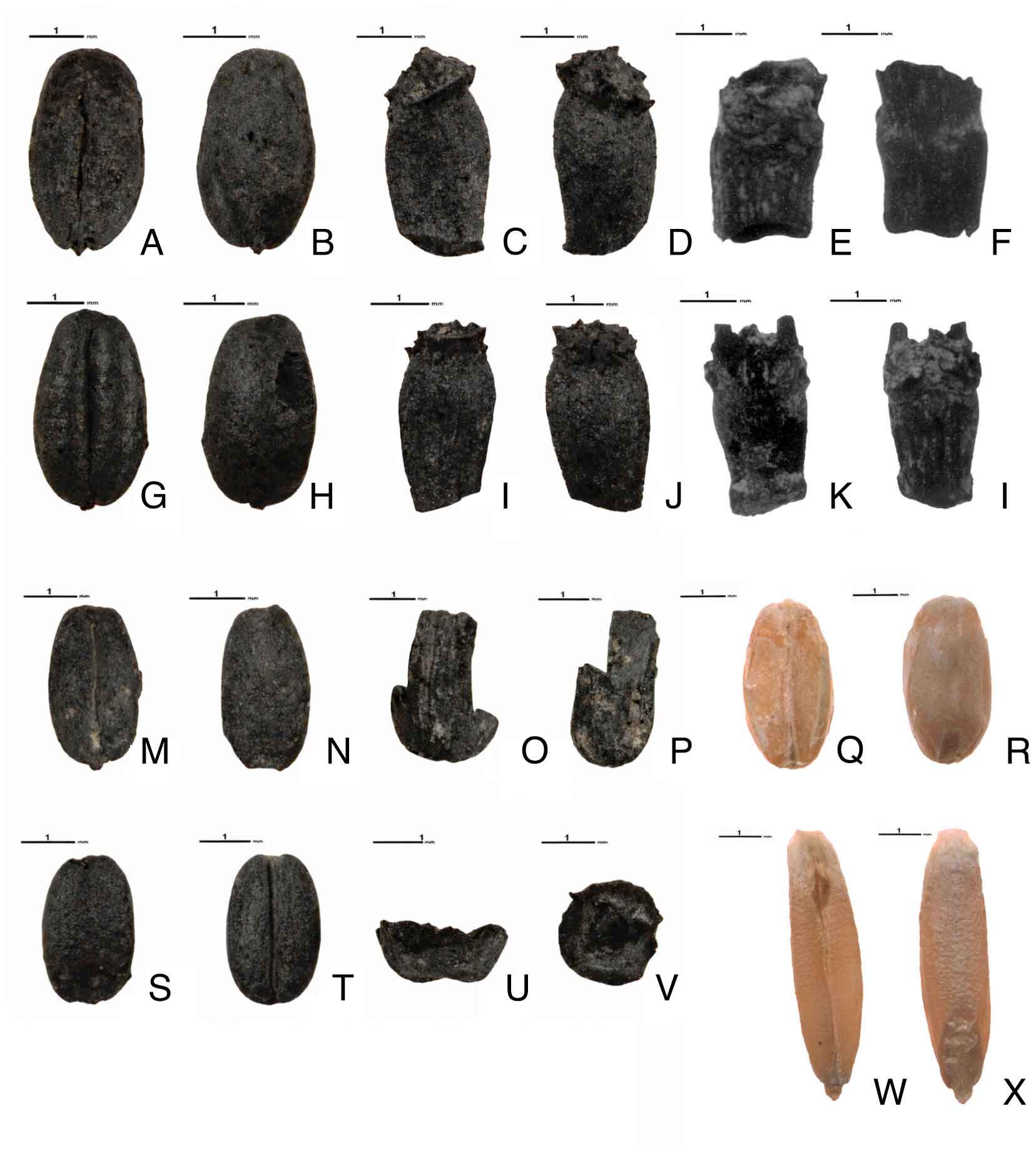 обугленные остатки пшеницы