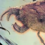 В бирманском янтаре возрастом 100 миллионов лет найден клоп с клешнями