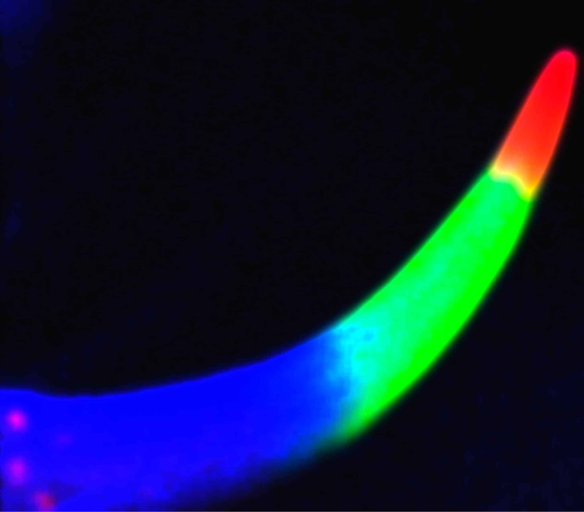 Жало скорпиона