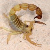 Скорпион вида Parabuthus raudus