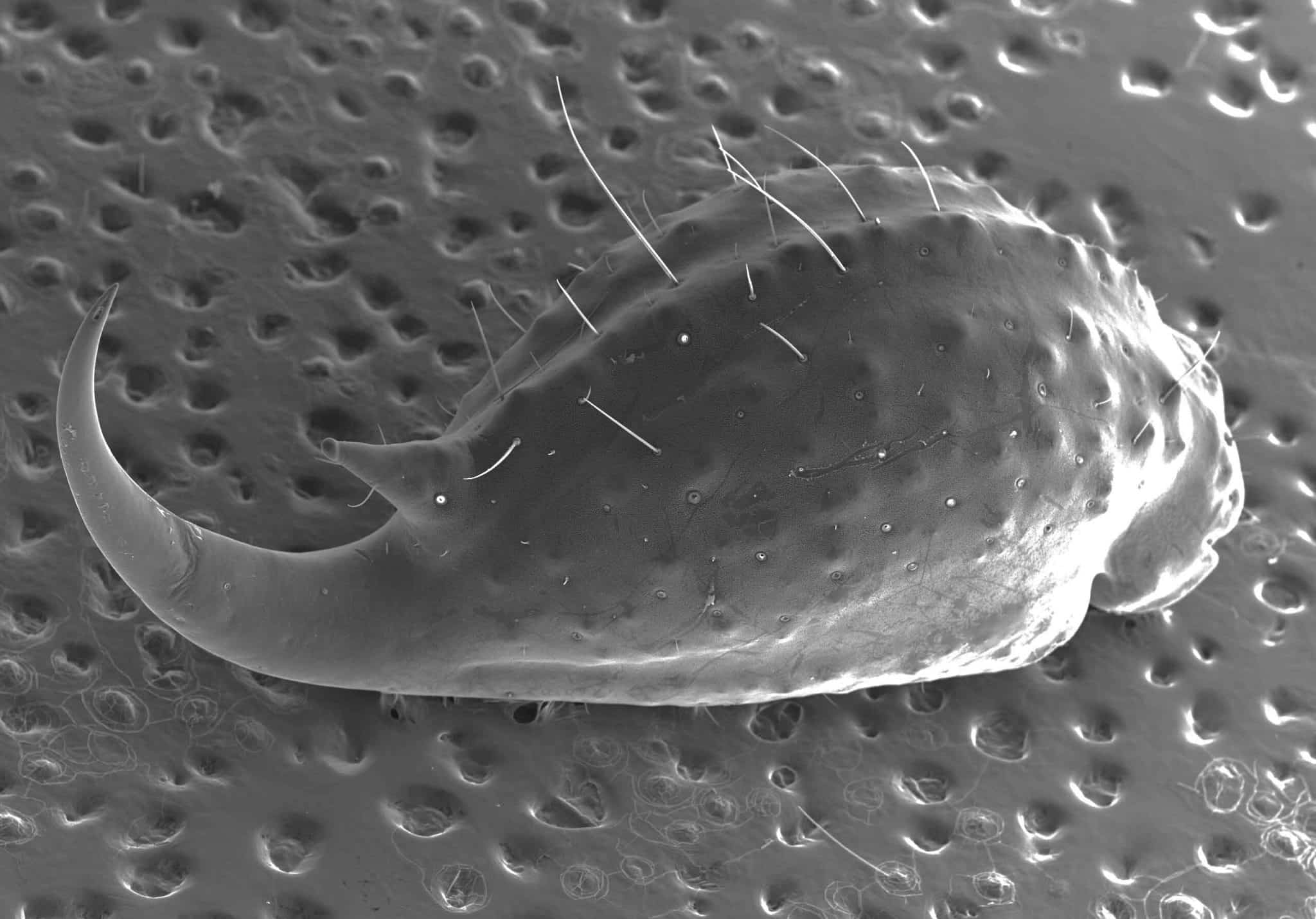 жало скорпиона