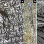 Вертикальный подъем африканских рыбок по водопаду впервые сняли на видео