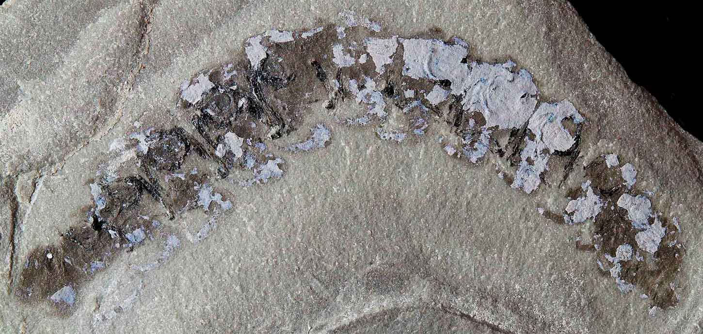 Waukartus muscularis