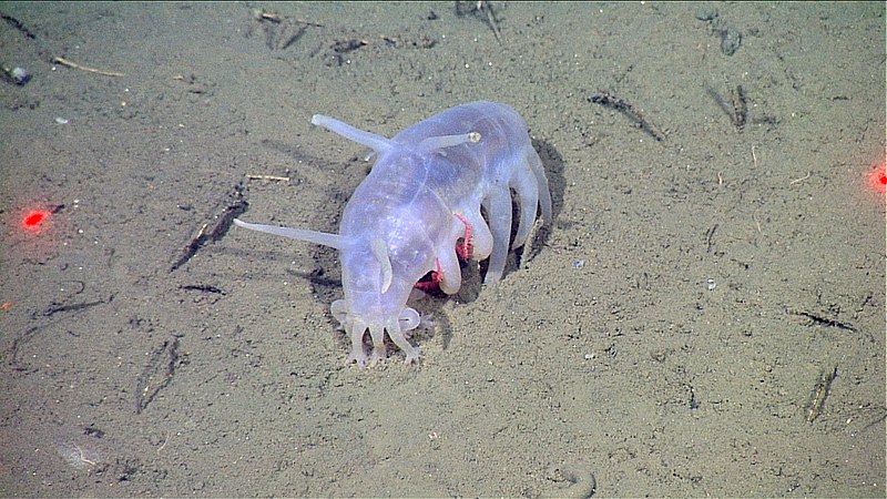 Скотопланес (Scotoplanes) / © NOAA / MBARI / Wikipedia