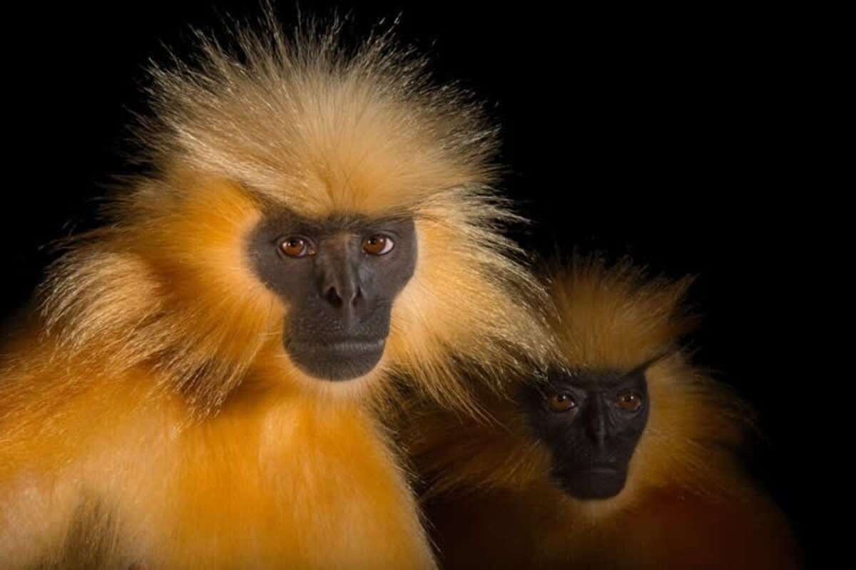 Неуловимое золото: взгляд золотого лангура / © joelsartore