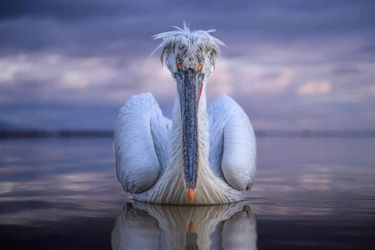 Кудрявый пеликан в идеальном свете / © tony_wanders_photo