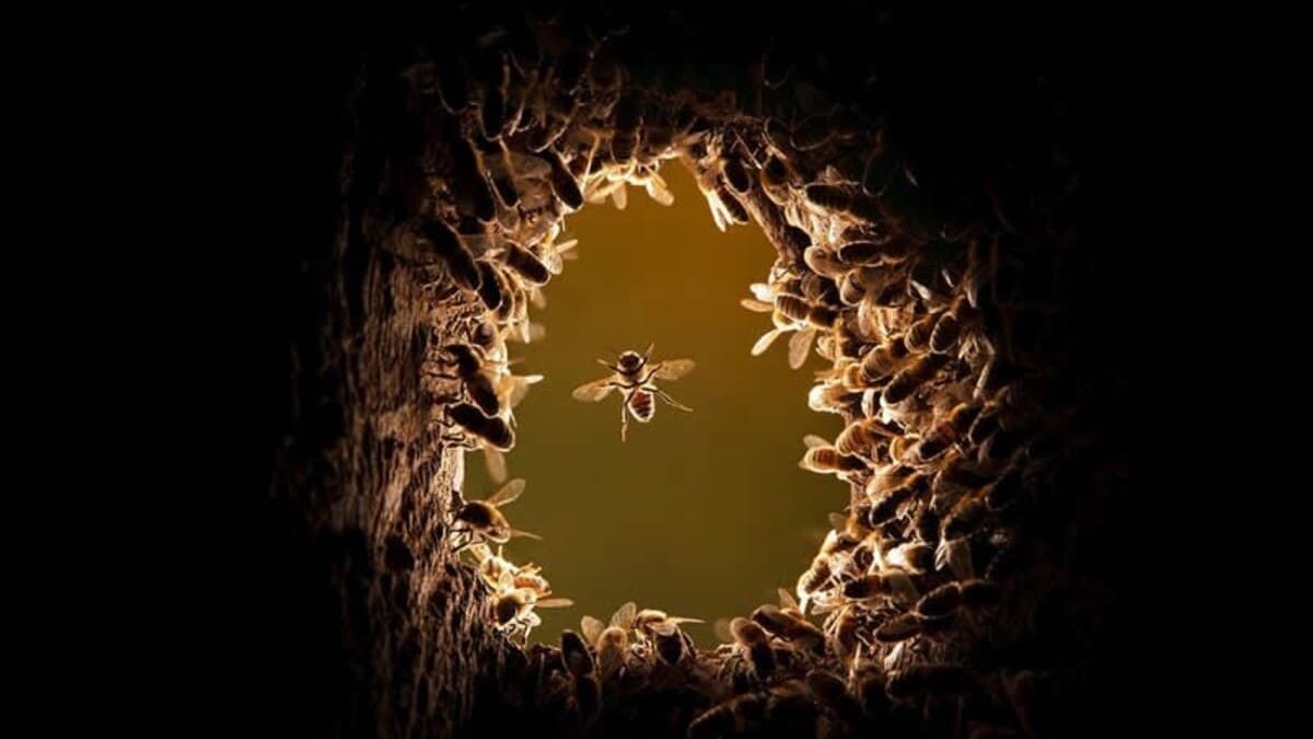 Новые фото National Geographic: дикая природа в объективе и за кадром