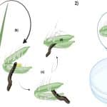 Растение риса поймало и убило гусеницу-вредителя