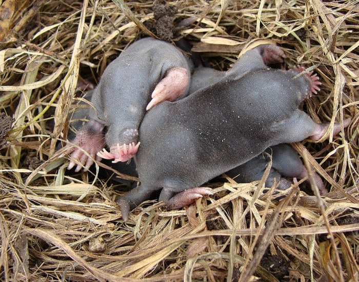 Звездонос (Condylura cristata) / © Hillbraith, Wikipedia