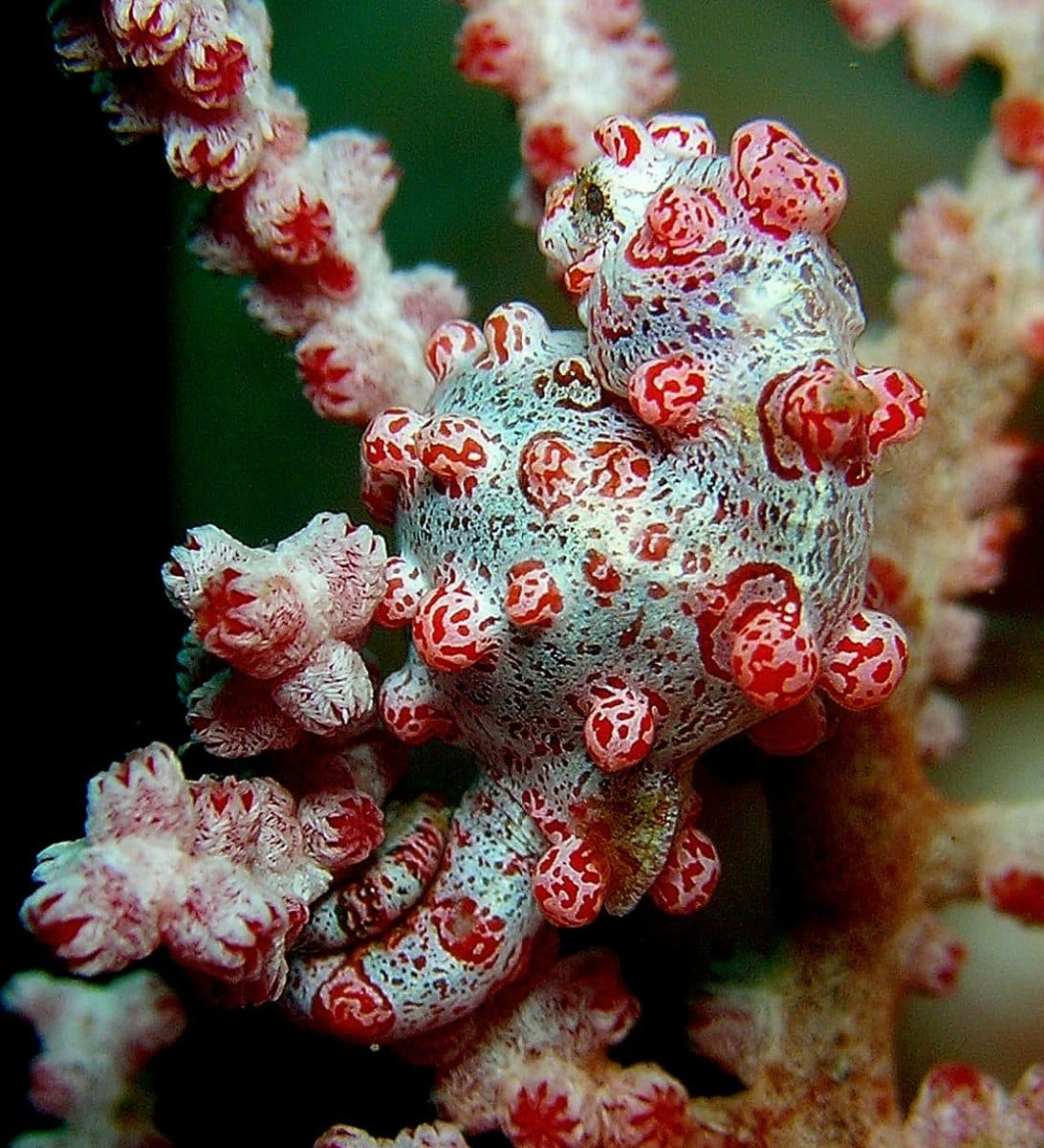 Hippocampus bargibanti / © Steve Childs, Flickr