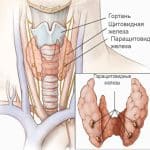 Древний фильтр, дирижер и термостат: ученый раскрыл семь фактов о щитовидной железе