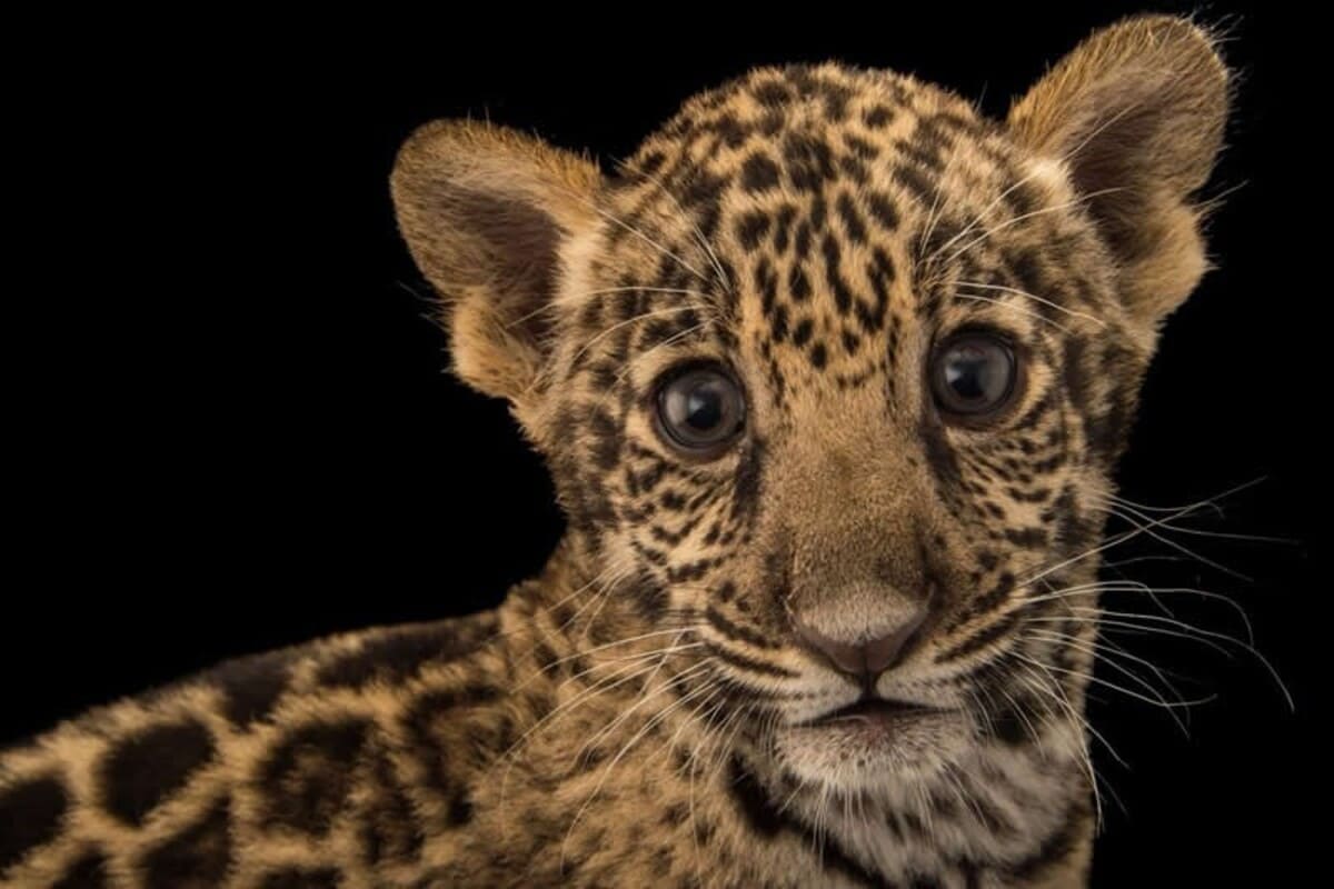 Первые дни жизни детеныша ягуара Тейку / © joelsartore