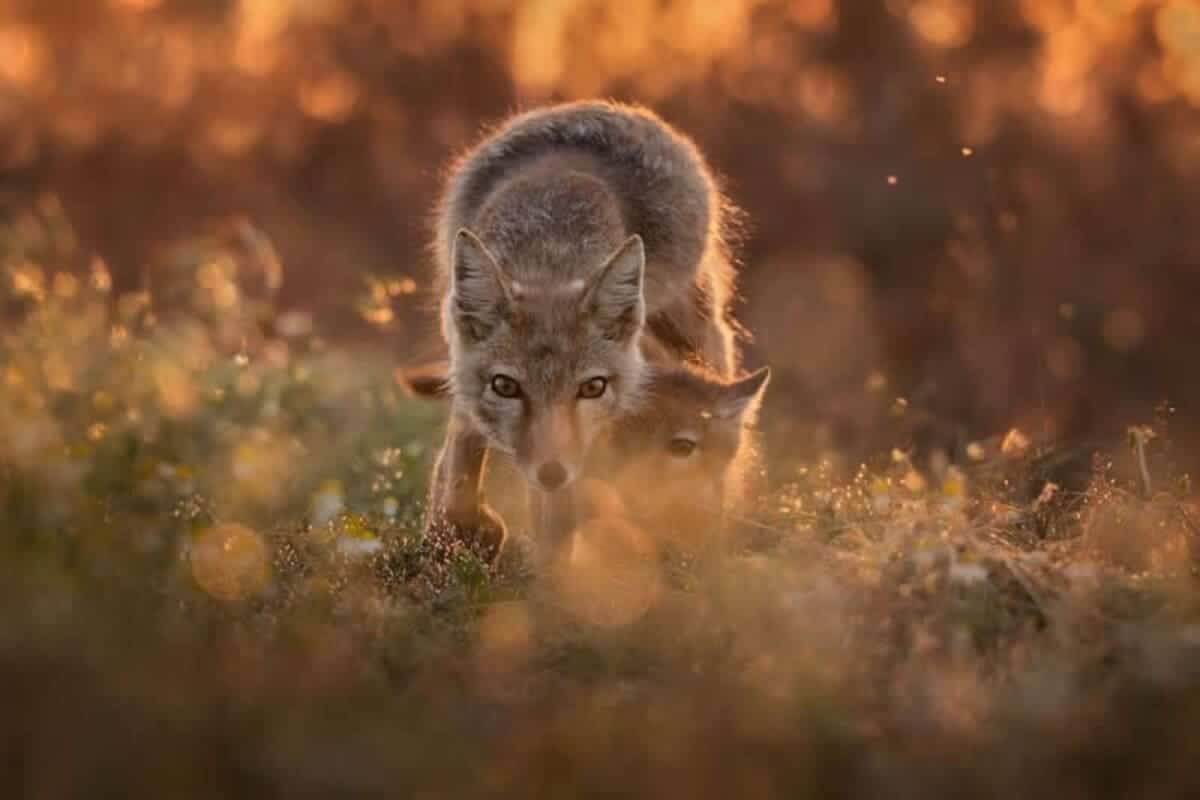 Снимок финалиста конкурса / © Olga Rudchenko
