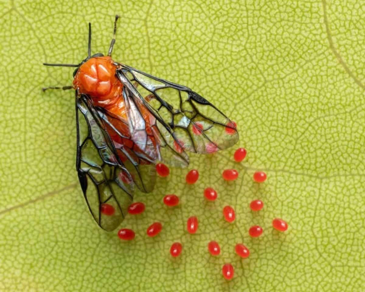 Пилильщик и его потомство / © ali_nature
