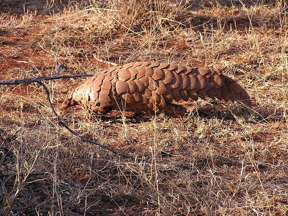 Степной ящер или саванный панголин (Smutsia temminckii) / © Masteraah, Wikipedia