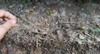 Amynthas agrestis / © John Abrams, inaturalist.org, Wikipedia