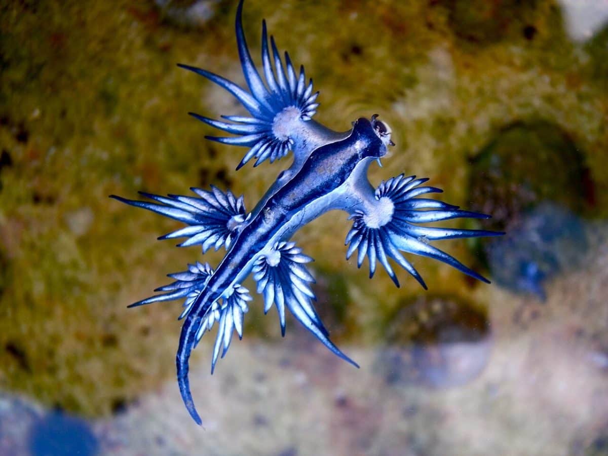 «Голубой дракон» (Glaucus atlanticus) / © Sylke Rohrlach, Blue dragon-glaucus atlanticus, Wikipedia