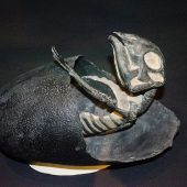 Реконструкция эмбриона майазавра, вылупляющегося из яйца выставлена в Museum of the Rockies (США, штат Монтана)