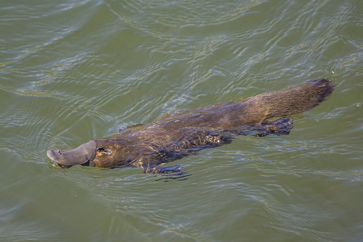 Утконос (Ornithorhynchus anatinus) / © Charles J. Sharp, Sharp Photography / Wikipedia