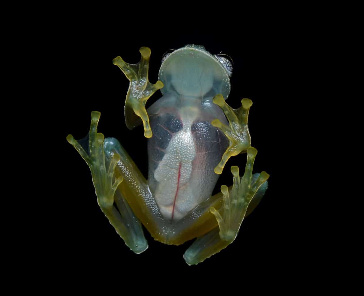 Стеклянная лягушка (Centrolenidae) / © Geoff Gallice, Flickr