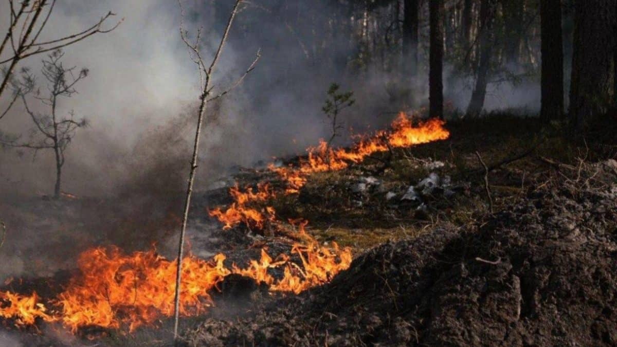 В Чернобыльской зоне отчуждения бушует лесной пожар площадью более 1100 гектаров