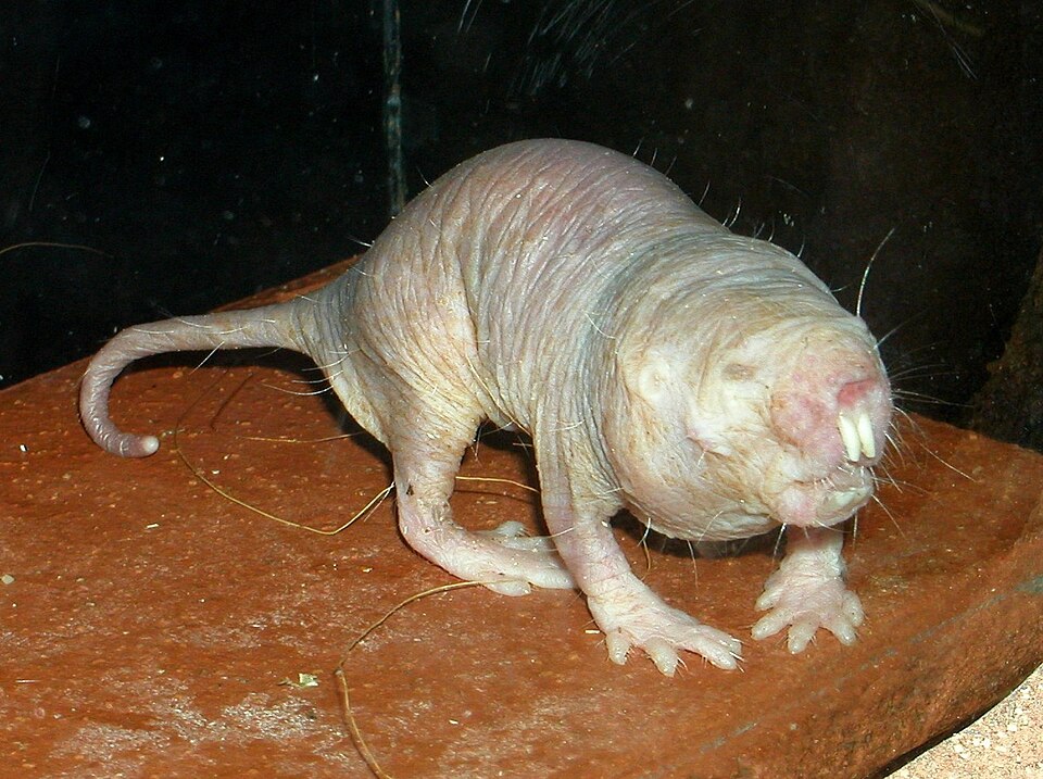Голый землекоп (Heterocephalus glaber) / © Roman Klementschitz, Wikipedia
