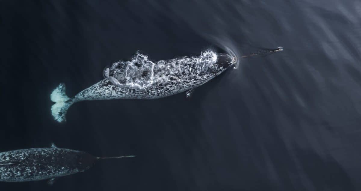 Нарвалы (Monodon monoceros) / © Проектный офис Нарвал, Wikipedia