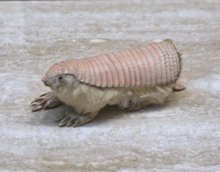 Плащеносный броненосец (Chlamyphorus truncatus) / © Cliff, Wikipedia
