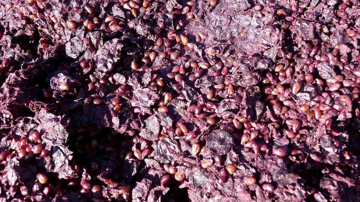 Виноградный жмых в корме для кур: эксперимент подтвердил отказ от антибиотиков без потери продуктивности