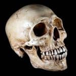 За последние 100 лет форма человеческих черепов заметно изменилась