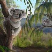 коалы