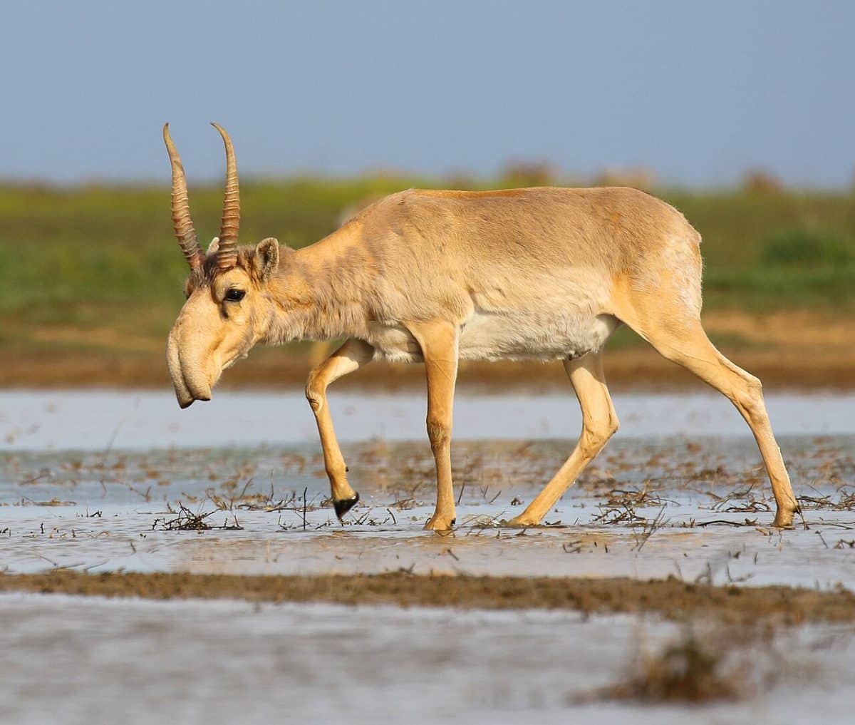 Сайгак (Saiga tatarica) / © Andrey Giljov, Wikipedia