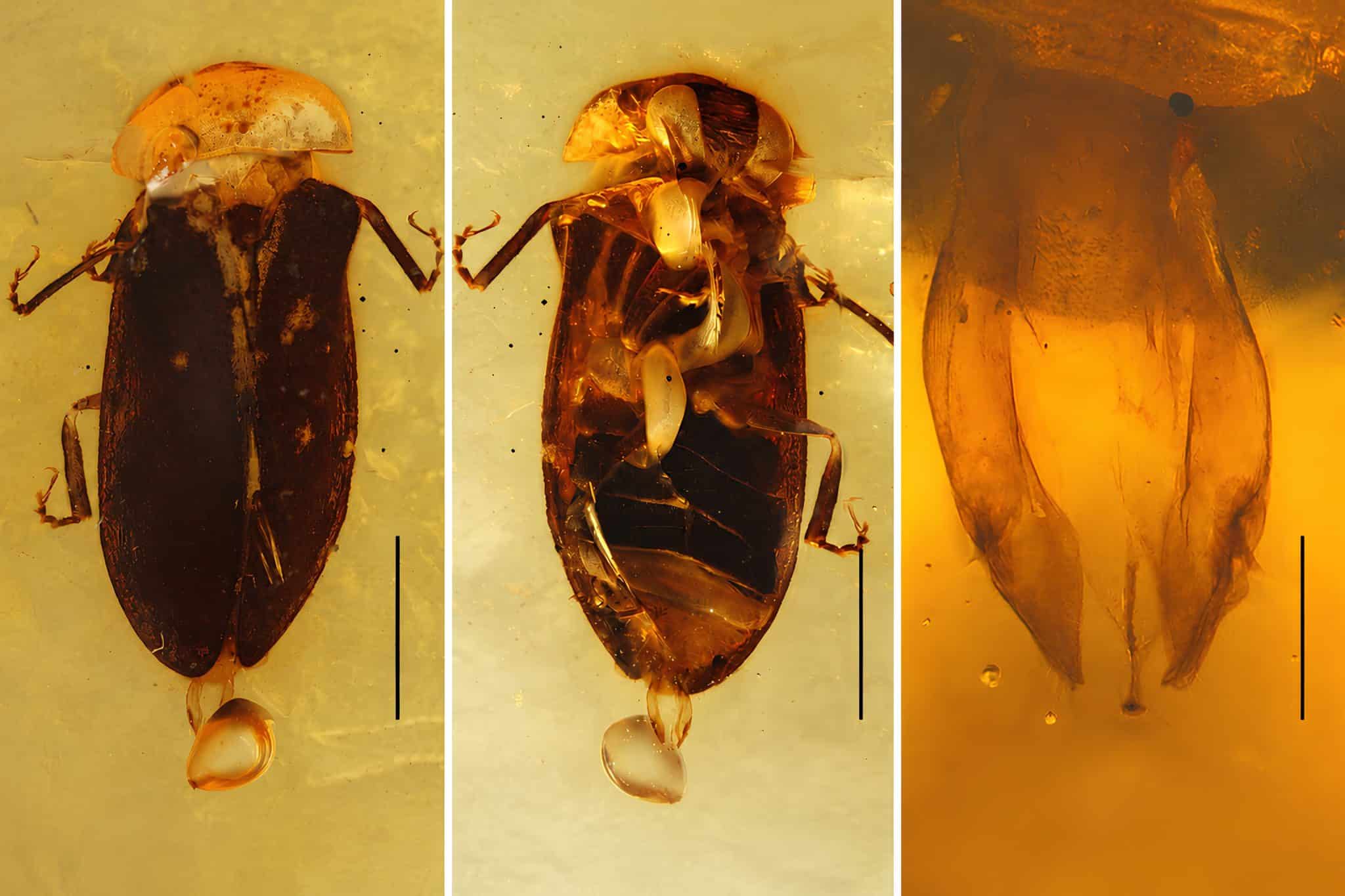 Общий вид и вид снизу Cretoluciola birmana /@ Proceedings of the Royal Society B: Biological Sciences