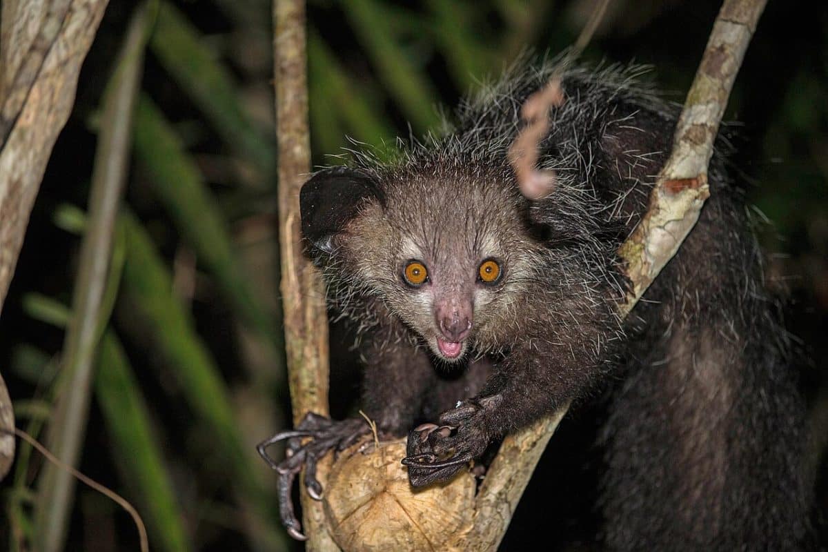 Мадагаскарская руконожка (Daubentonia madagascariensis) / © nomis-simon, Flickr