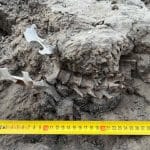 В Австралии нашли тысячелетнюю могилу собаки динго